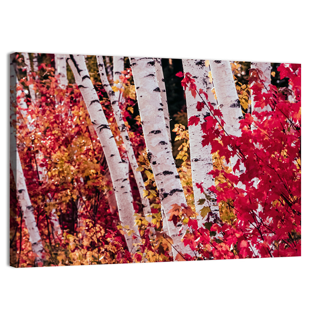 Autumn Birches with Crimson Maples Wall Art