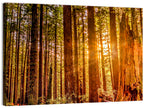 Golden Hour Redwood Sunburst Wall Art