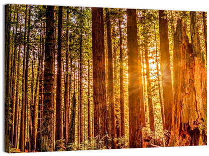 Golden Hour Redwood Sunburst Wall Art
