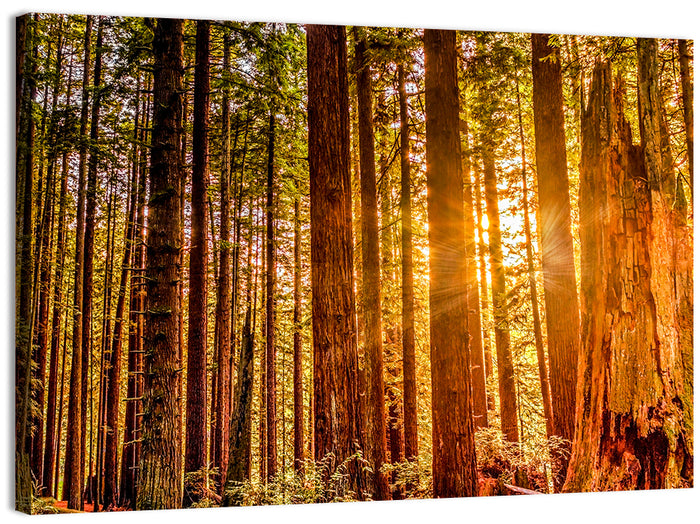 Golden Hour Redwood Sunburst Wall Art as a canvas print