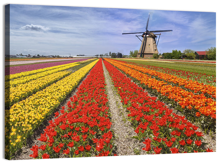 Spring Tulip Fields with Dutch Windmill Wall Art as a canvas print