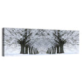Snow-covered Tree Alley Wall Art
