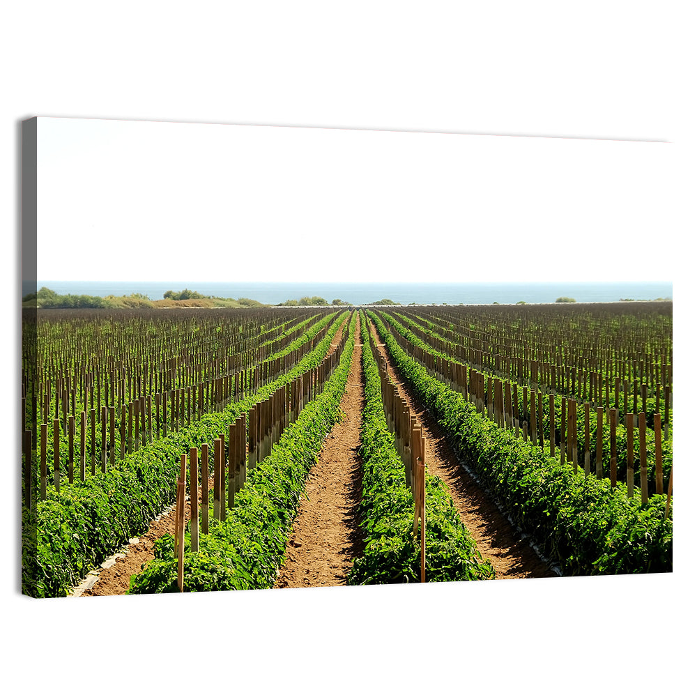 Tomato Fields Wall Art, canvas print, landscape