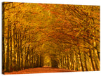 Golden Beech Tree Tunnel in Autumn Wall Art