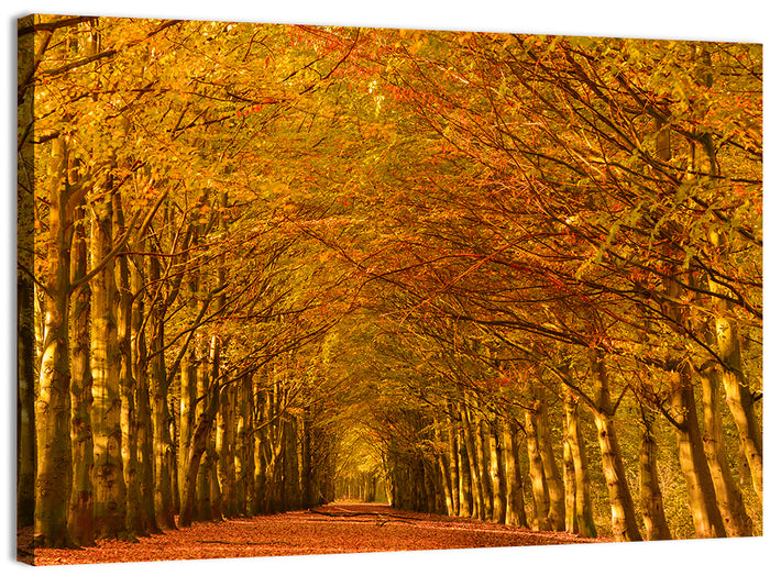 Golden Beech Tree Tunnel in Autumn Wall Art as a canvas print