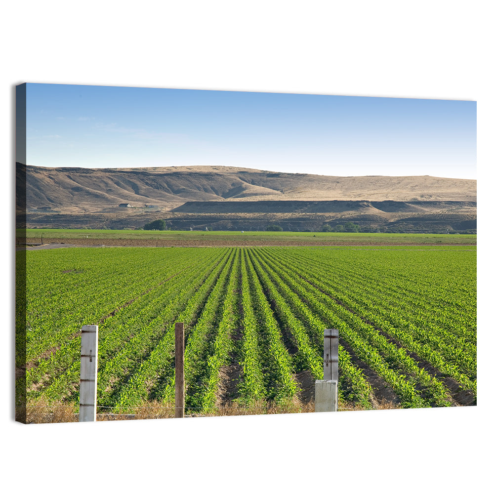 Idaho Corn Field Wall Art, canvas print, landscape