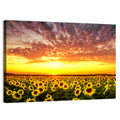 Golden Hour Sunflower Field Wall Art