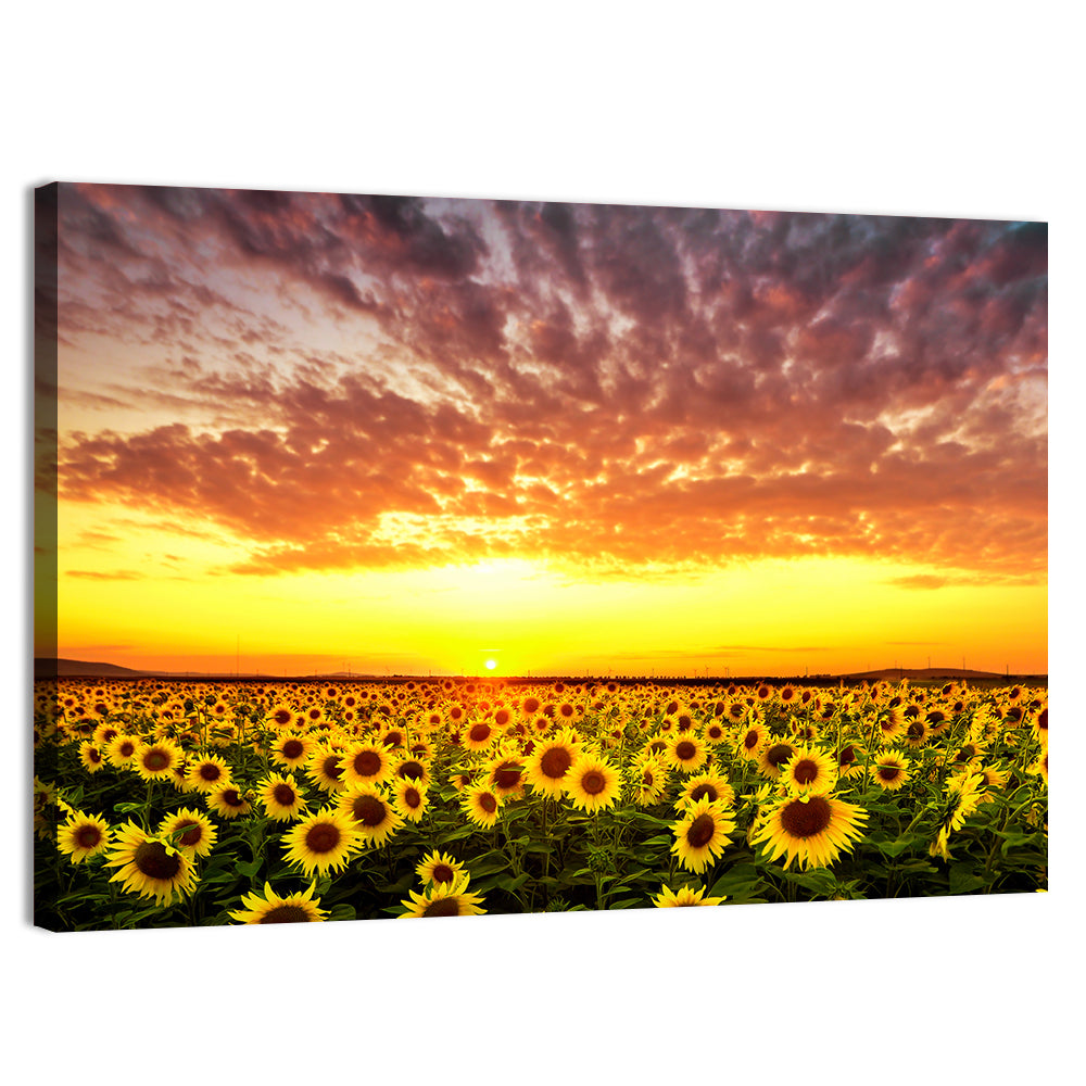 Golden Hour Sunflower Field Wall Art, canvas print, landscape