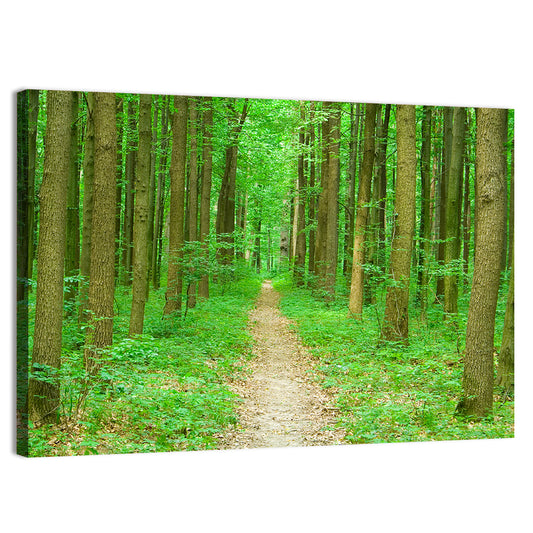 Green Forest Pathway Wall Art