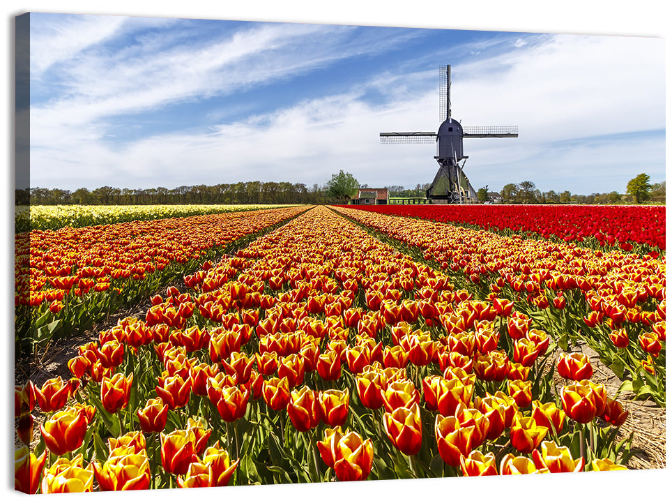 Windmill Over Tulip Fields Wall Art
