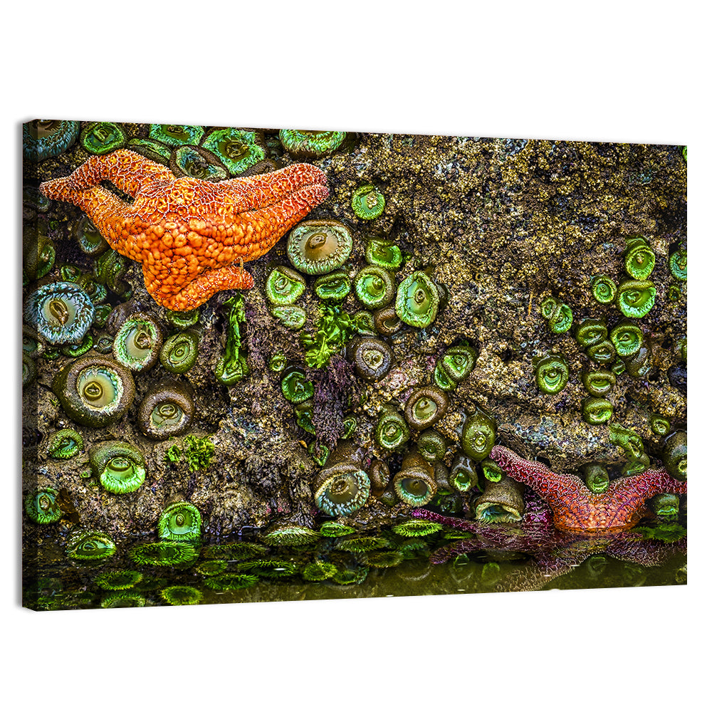 Orange Starfish Tide Pool Wall Art, canvas print, landscape