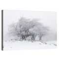 Rime Coated Winter Trees Wall Art