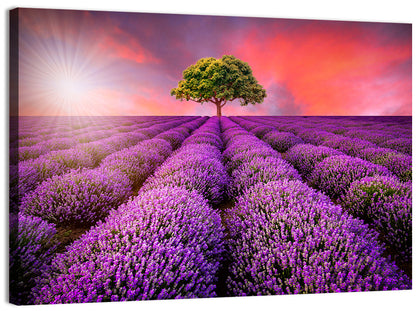 Sunset Over Lavender Fields Wall Art