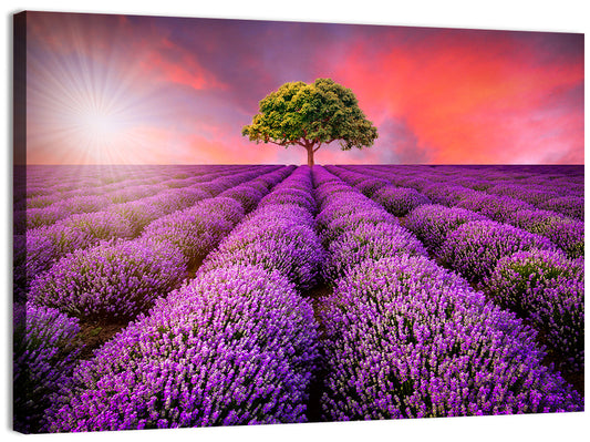 Sunset Over Lavender Fields Wall Art