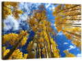 Golden Aspen Canopy View Wall Art