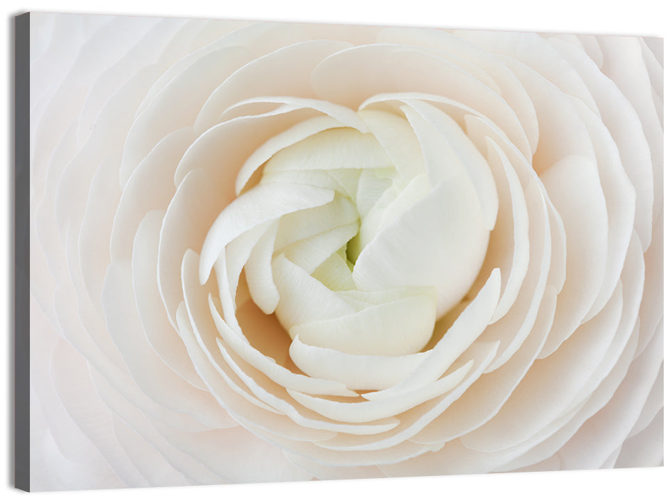 Peach Ranunculus Macro Bloom Wall Art