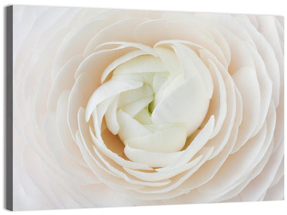Peach Ranunculus Macro Bloom Wall Art