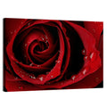 Red Rose with Dew Drops Wall Art
