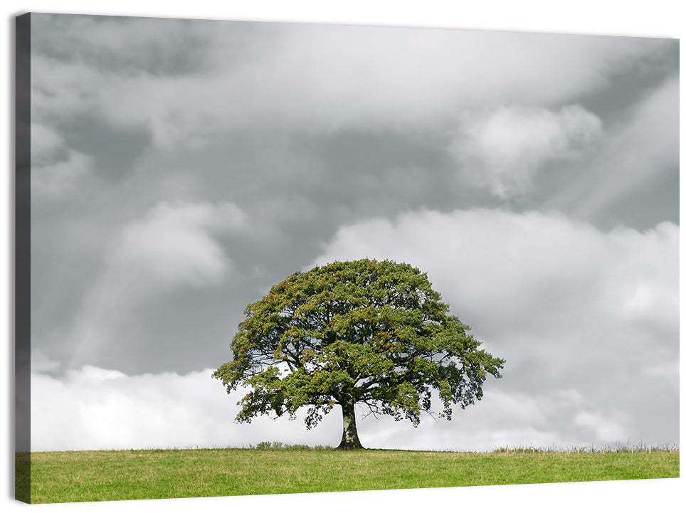 Solitary Oak in Meadow Wall Art
