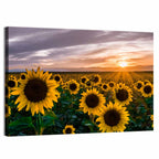 Sunflower Field at Sunset Wall Art