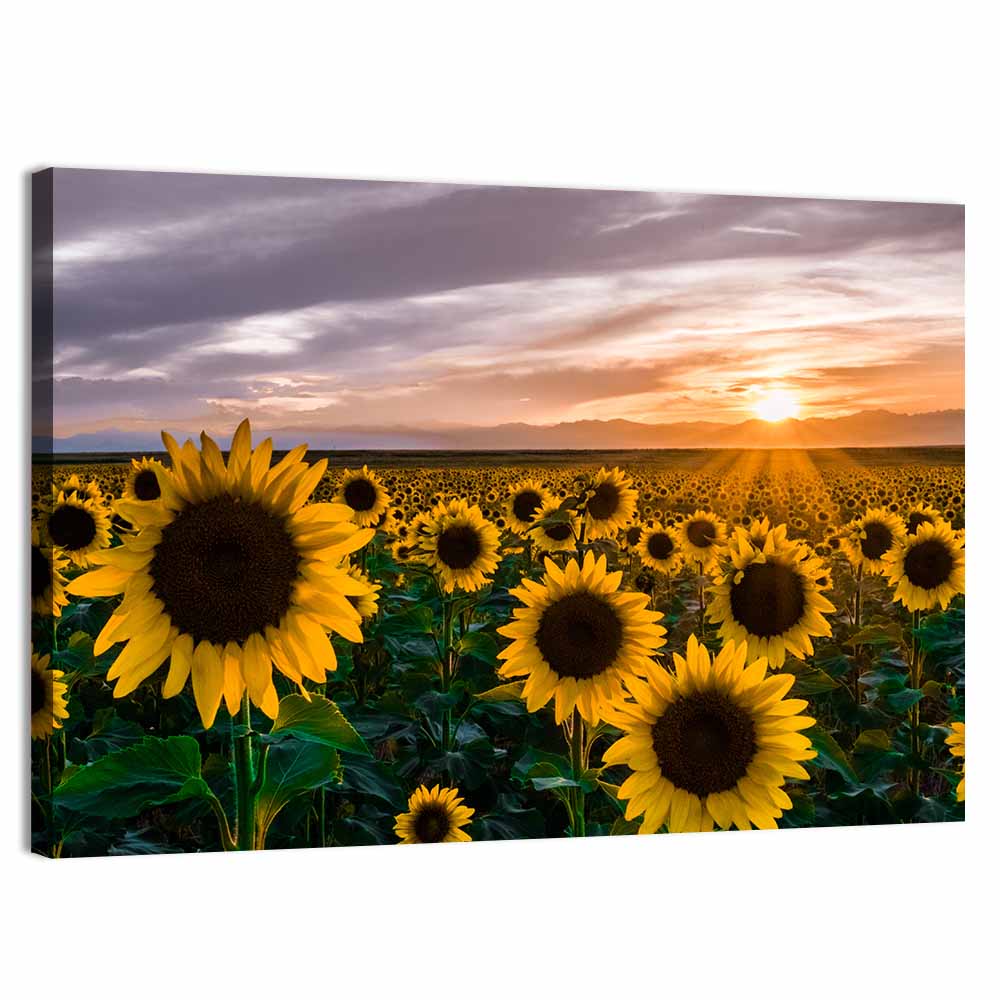 Sunflower Field at Sunset Wall Art