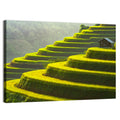 Golden Rice Terraces Wall Art