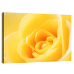 Soft-lit Yellow Rose Close-up Wall Art
