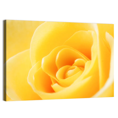 Soft-lit Yellow Rose Close-up Wall Art