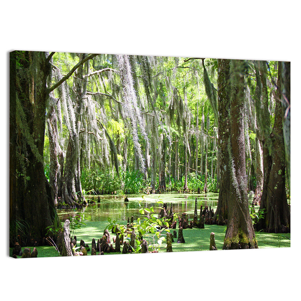 Louisiana Cypress Swamp Wall Art
