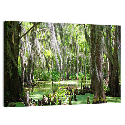 Louisiana Cypress Swamp Wall Art
