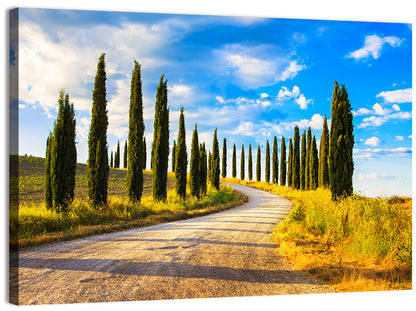 Sunlit Tuscany Cypress Road Wall Art