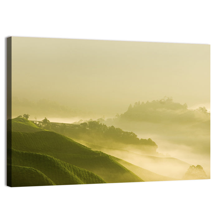 Tea Plantation Morning Mist Wall Art as a canvas print
