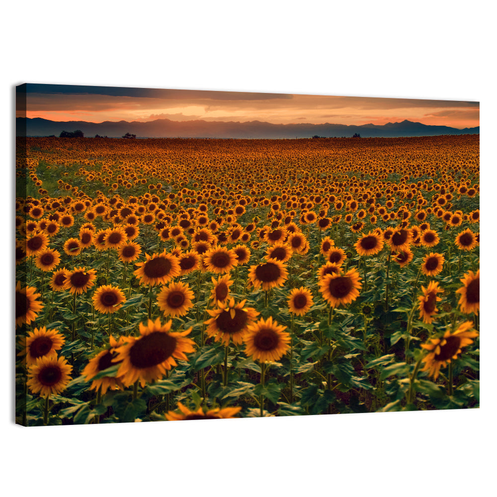 Colorado Sunflower Field at Sunset Wall Art