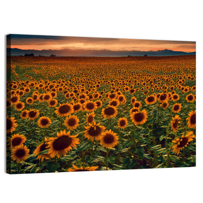 Colorado Sunflower Field at Sunset Wall Art