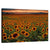 Sunflowers Field Colorado Wall Art