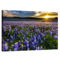 Texas Bluebonnet Field at Sunset Wall Art