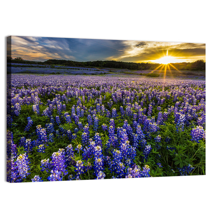 Texas Bluebonnet Field at Sunset Wall Art as a canvas print