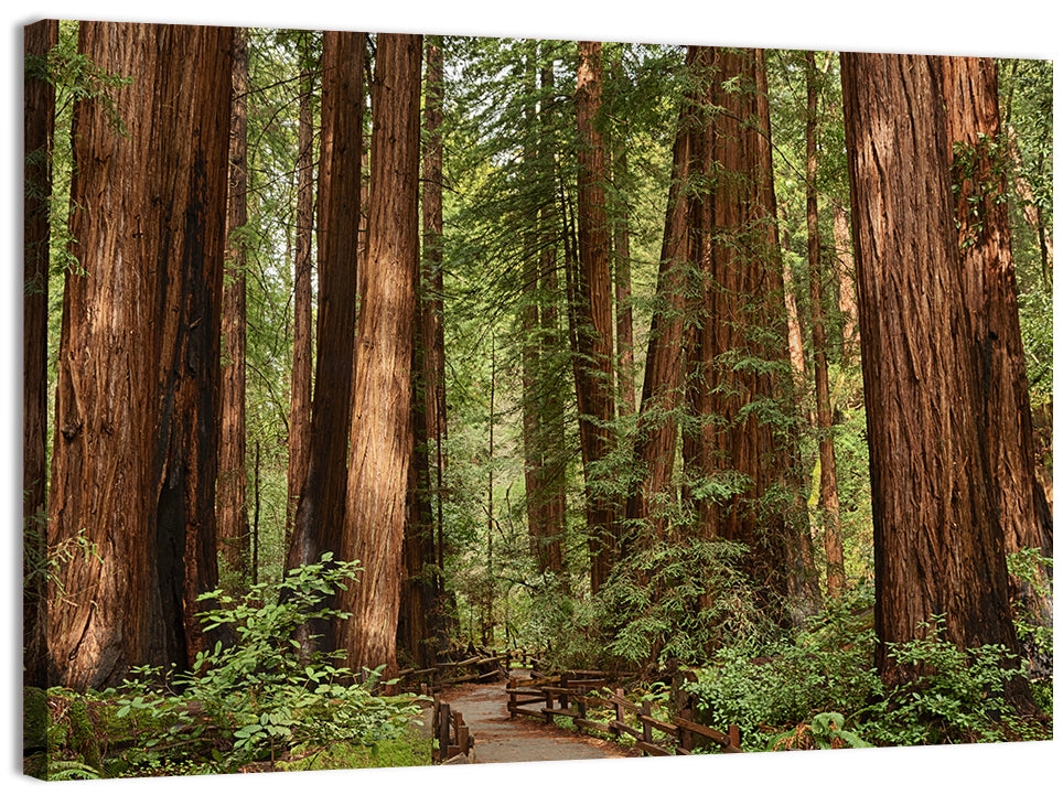 Muir Woods Redwood Trail Wall Art, canvas print, landscape