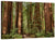 Muir Woods National Monument Wall Art