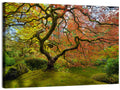 Gnarled Japanese Maple by Garden Pond Wall Art