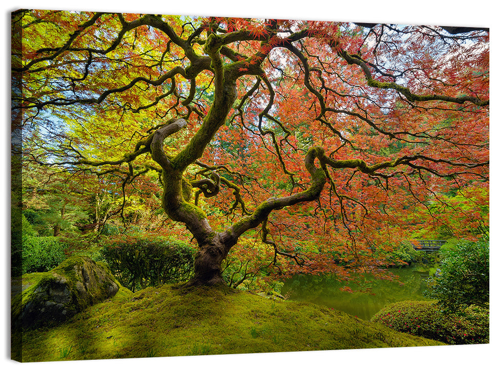 Gnarled Japanese Maple by Garden Pond Wall Art, canvas print, landscape