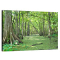Summer Cypress Bayou, Louisiana Wall Art