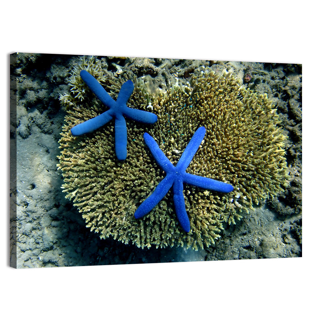 Blue Starfish Wall Art, canvas print, landscape