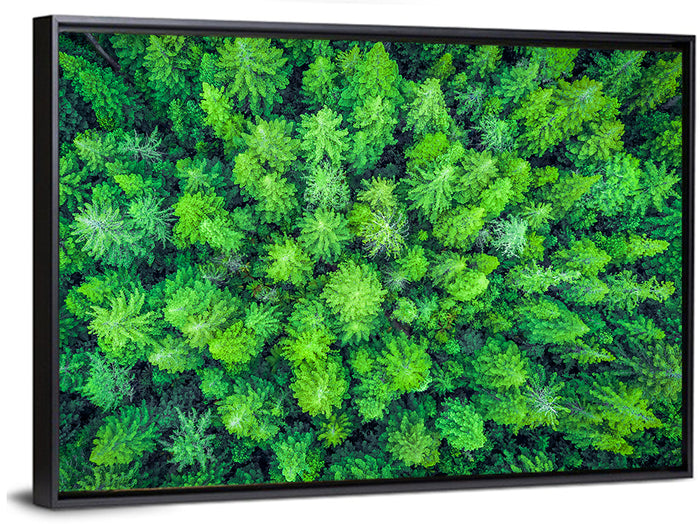 Whakarewarewa Forest Canopy Wall Art as a framed canvas