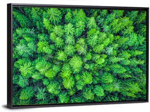 Whakarewarewa Forest Aerial Wall Art