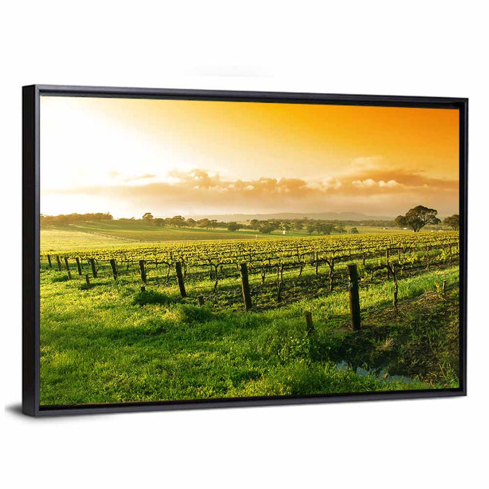Barossa Valley Vineyard at Sunrise Wall Art as a framed canvas
