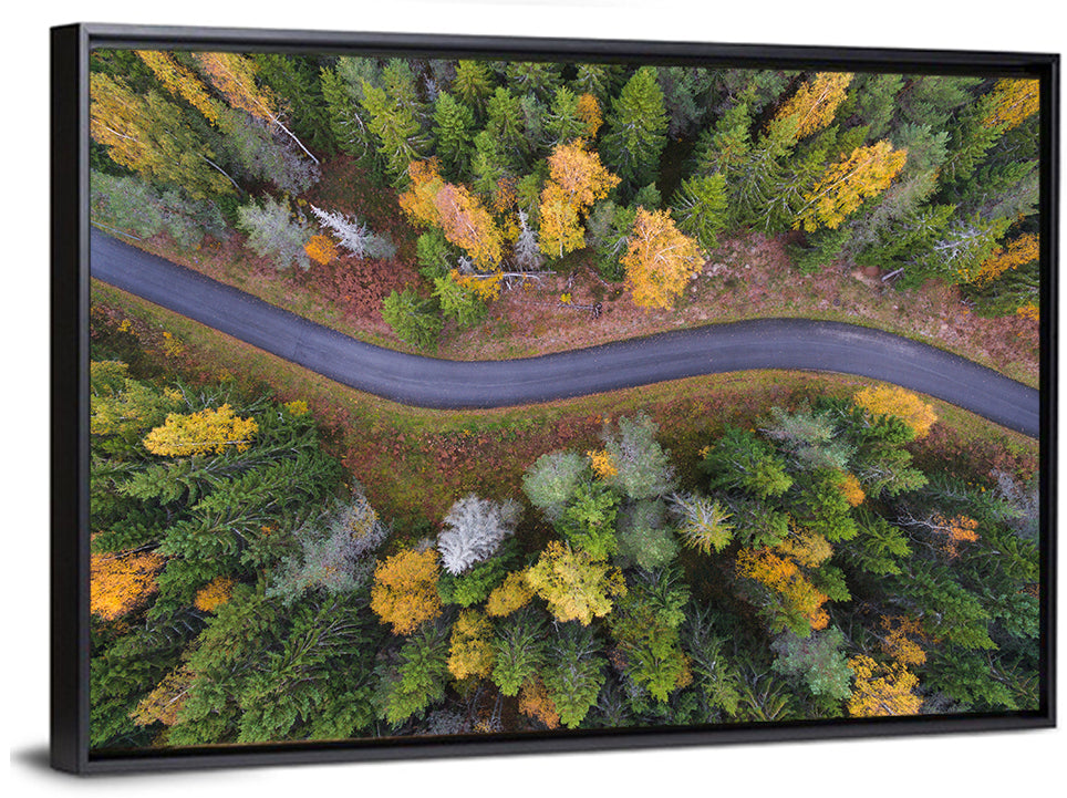 Aerial Autumn Forest Road Wall Art