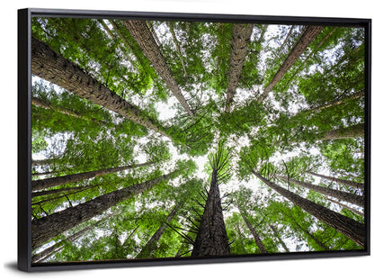 Redwood Forest Canopy Wall Art