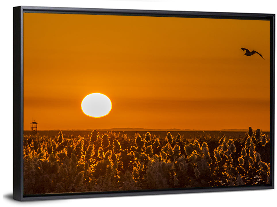 Golden Sunrise Over Reeds Wall Art