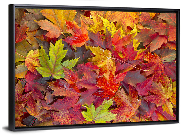 Autumn Maple Leaves Close-up Wall Art as a framed canvas